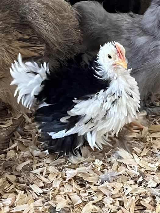Pekin black mottled Pintos