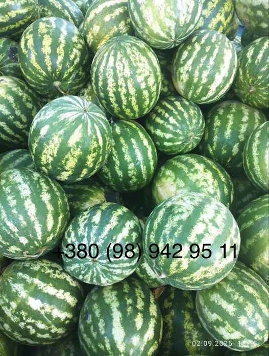 Продам кавун