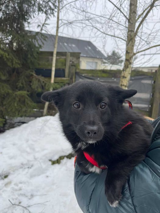 Gaja- mała, młoda sunia