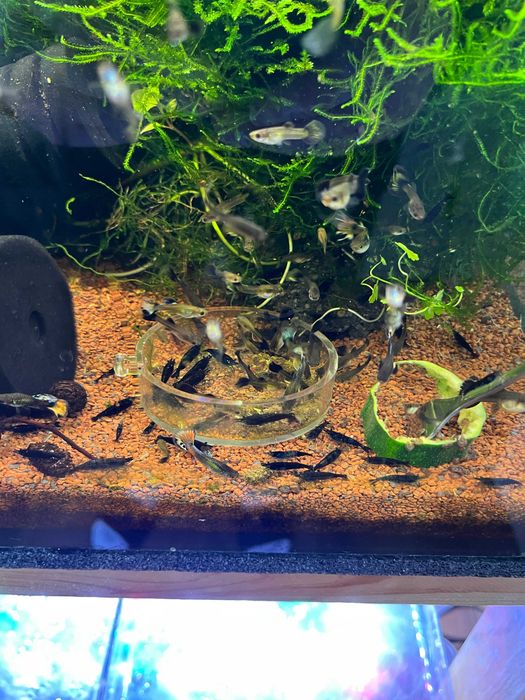 Stabilne krewetkarium
