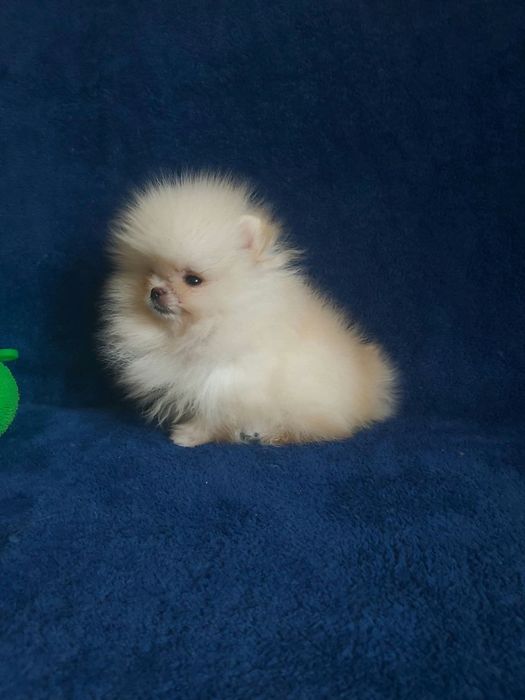 Бомбезні міні шпіцулі