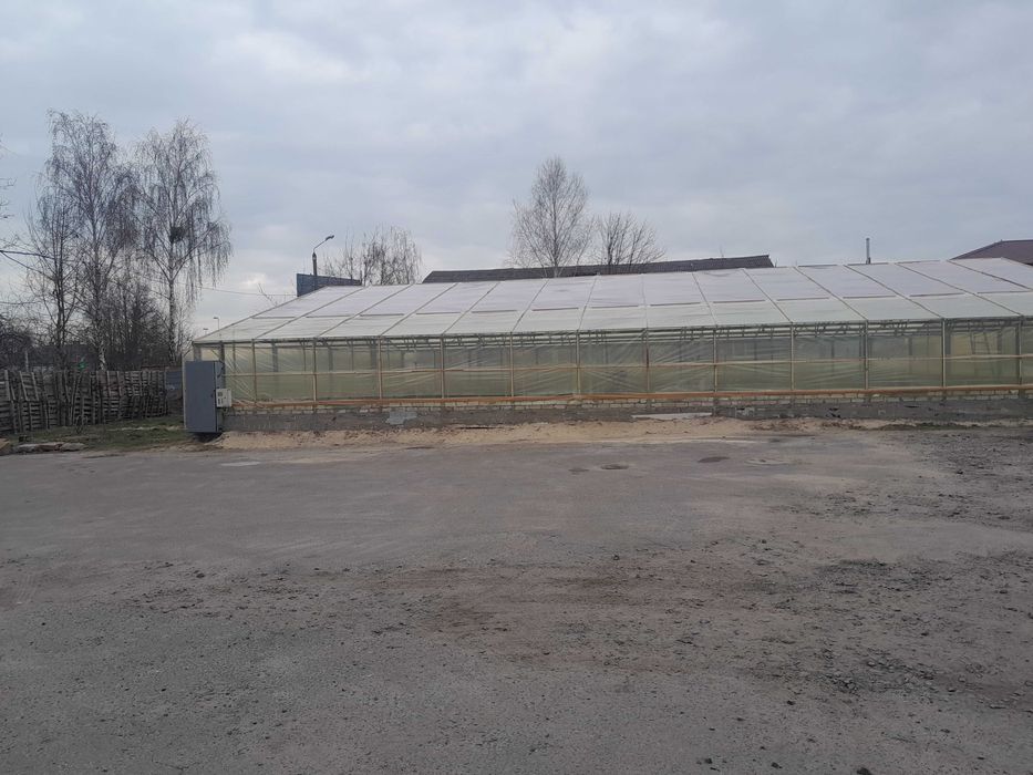 Оренда або продаж теплиці 300кв.м