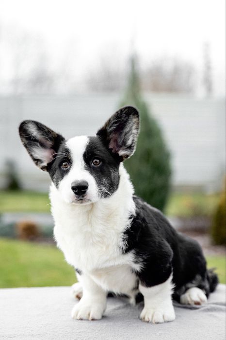 Вельш коргі кардиган FCI-UKU