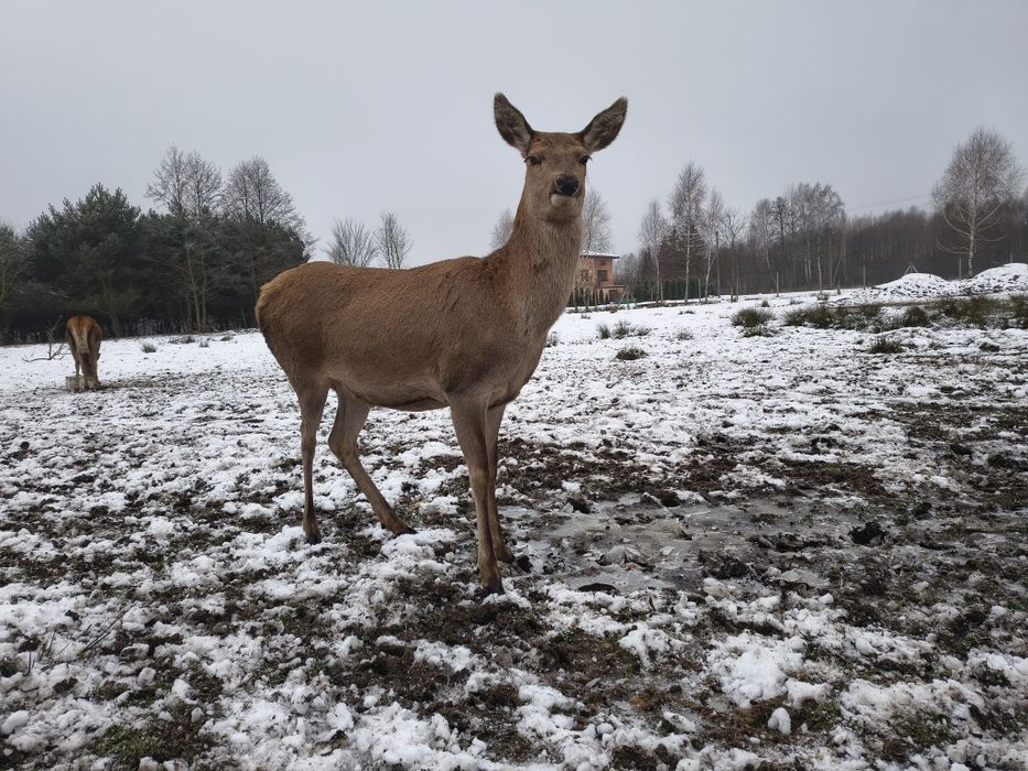 Daniele zdrowe zadbane