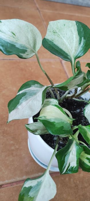 Сцендапсус (епіпремнум) Марбл Епл або Тайський Клон