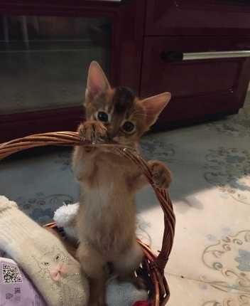 Абиссинская кошечка дикой масти