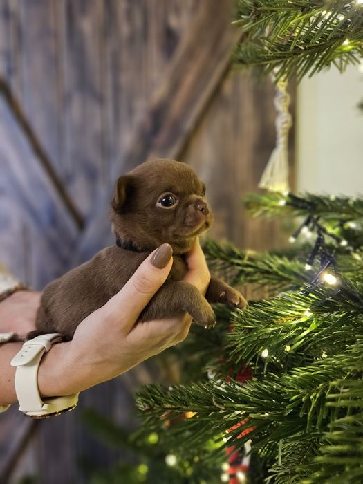 Chihuahua czekoladowy chłopiec