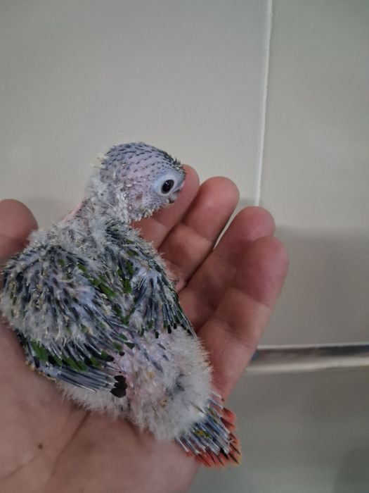 Pyrrura  pineapple bebé