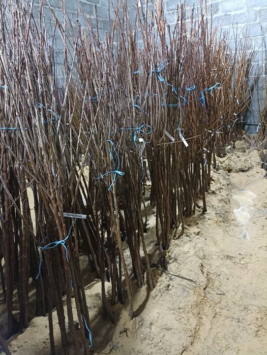 Саженцы персик, слива, абрикос, груша, яблоня, черешня, смородина.