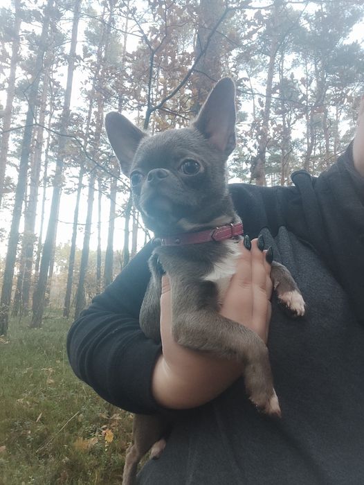 Chihuahua pies dorosły