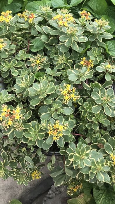 Грунтопокривні різних сортів