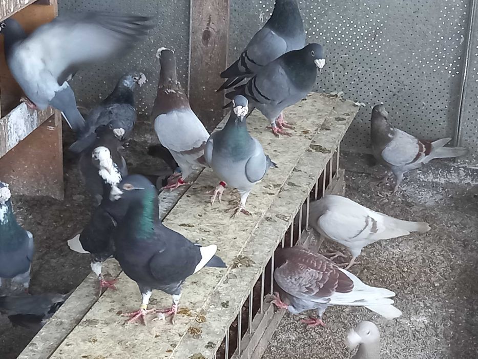 gołebie staropolskie