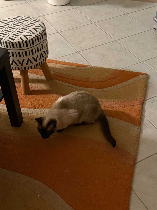 Gata Siamesa para Adoção Responsável