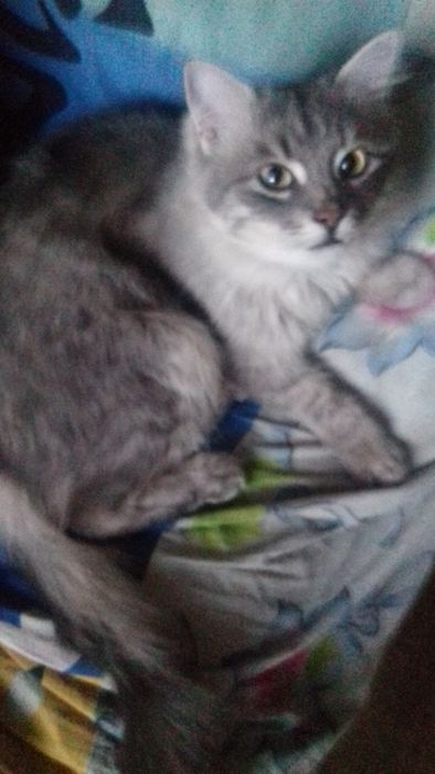 Отдам в добрые руки кота