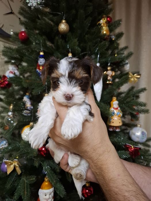 Продам Бівер і Біро йорк.