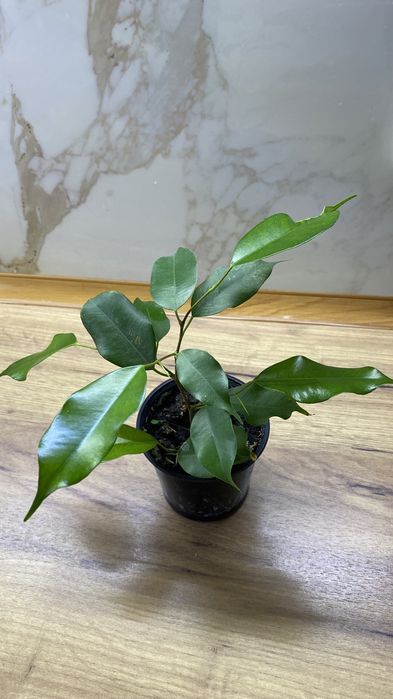 Фікус Бенджаміна