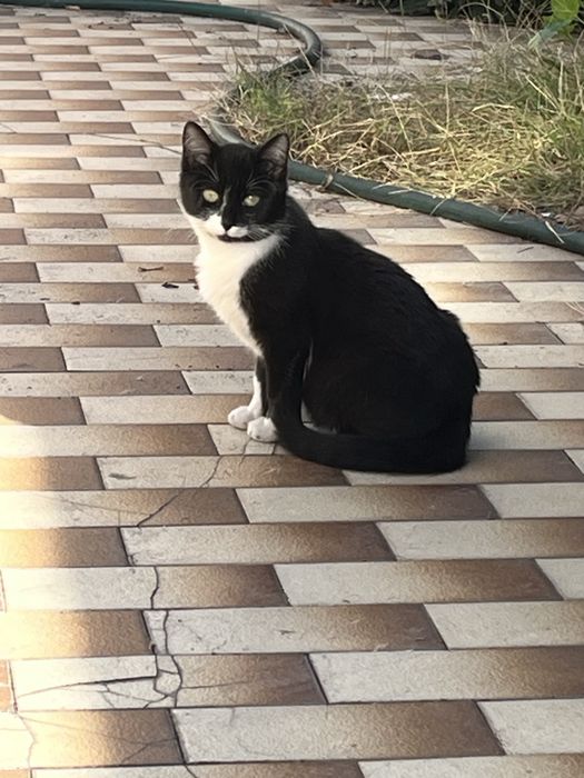 Gatinho para adoção responsável