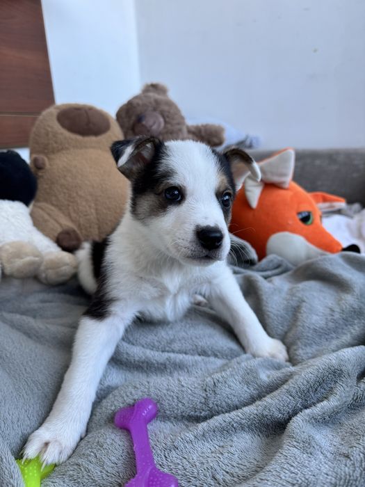 Цуценя бордер-коллі хлопчик метис