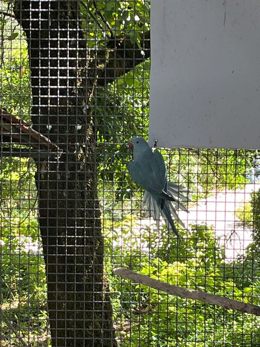 Aves Ring Neck e Aratinga Áurea
