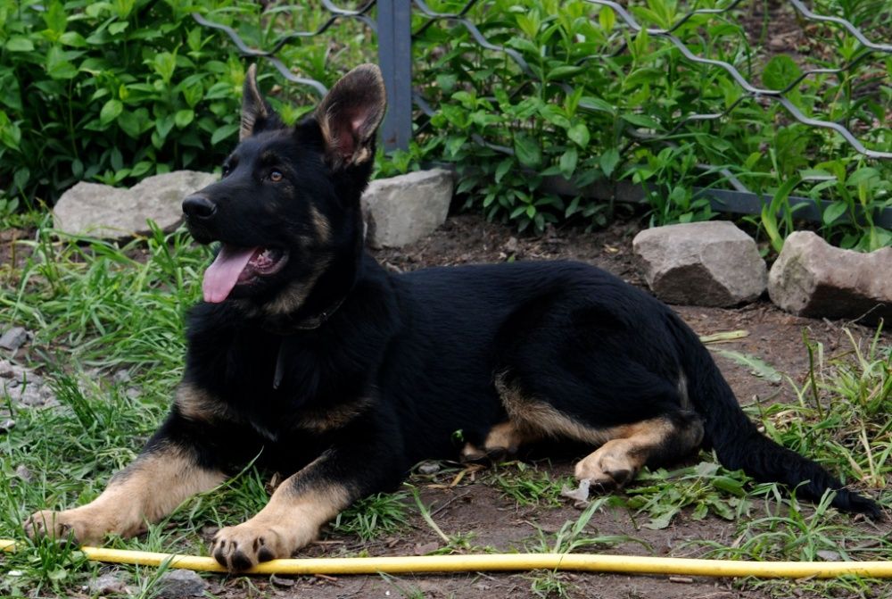 Питомник"DOLINA GREZ" предлагает щенков восточно-европейской овчарки