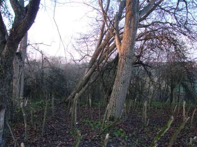 Drzewo orzech,plastry drzewa,pień,pieniek