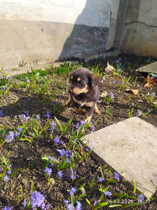 Собаку в добрі руки