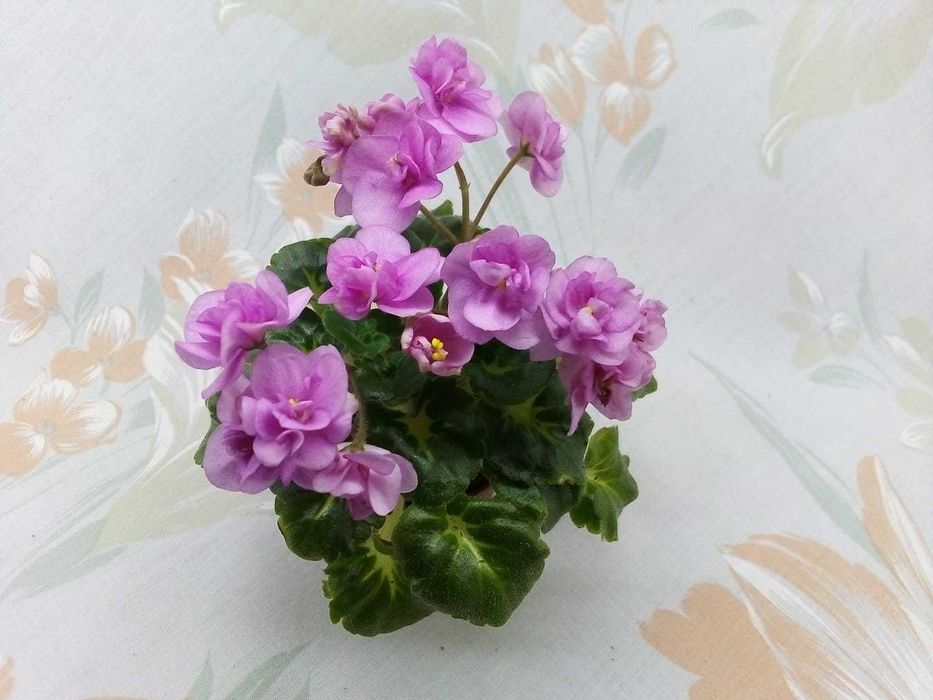 Міні та напівміні фіалки