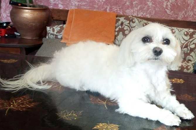 В'язка Мальтійської болонки - кобель.