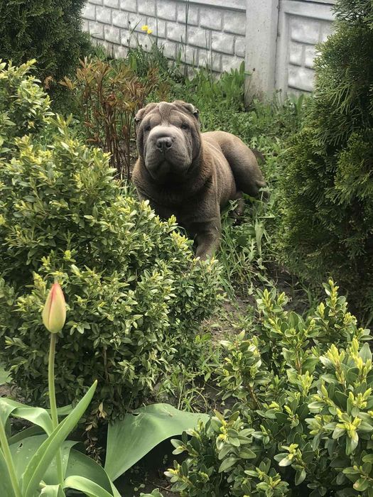 Отдам в хорошие руки.г.Кременчуг