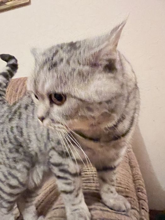 Вязка, котик шукає кицю, дуже гарні кошеня від Марселя
