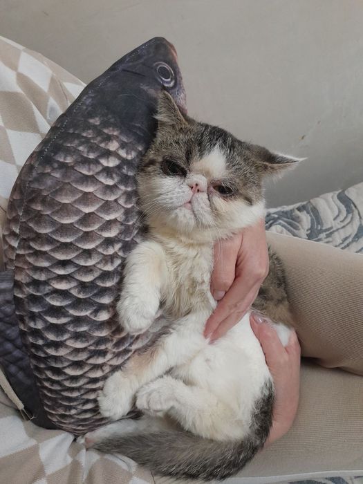 Отдам кота экзота