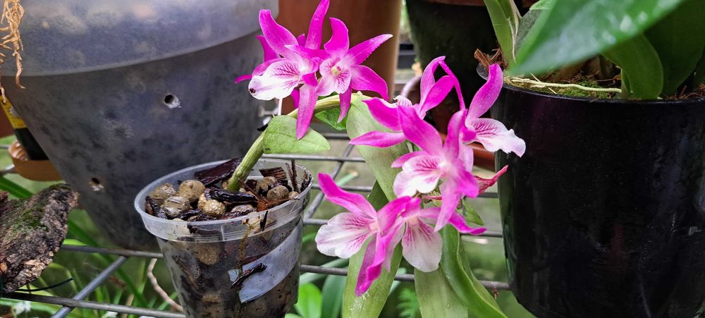 Vendo orquidea 
Dendrobium Stardust Rainbow Dance