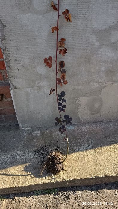 Саджанці ожини безколючкової