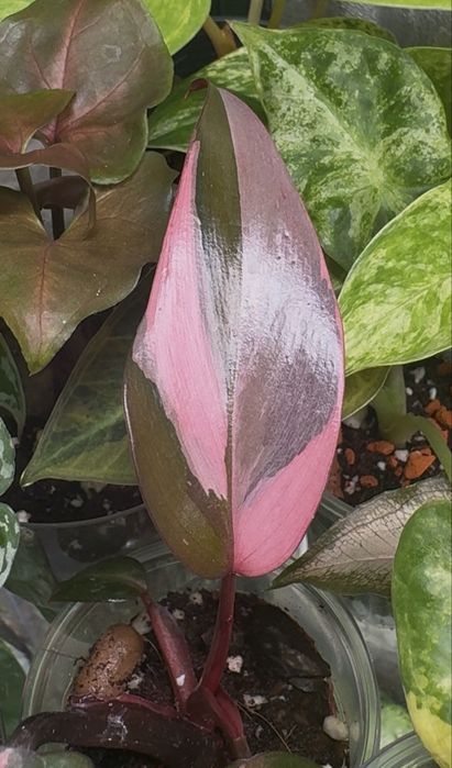 Philodendron Pink princess marble