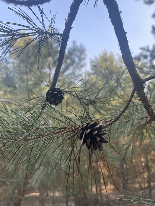 Сосновые шишки для декора/ мульча