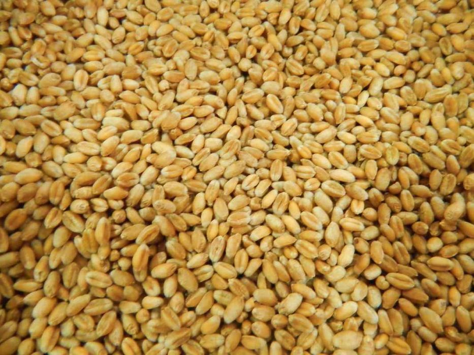 Продам пшеницю 3 класу (Велика Доч) — 50 тонн