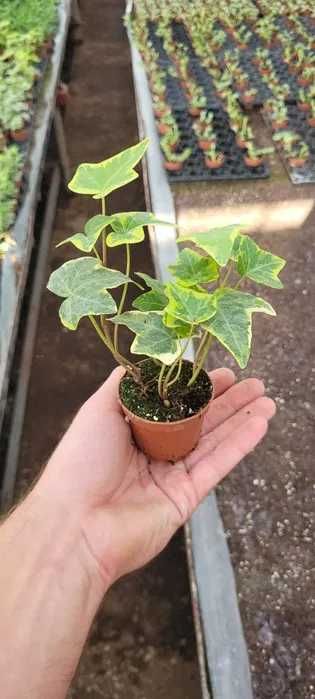 Hedera helix – 10 sztuk unikatowych odmian bluszczu!