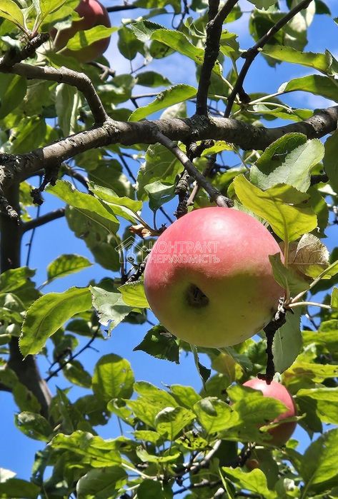 Продаж 1 п. будинку з ремонтом,  Москалівка