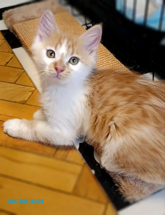 Котята котики кошки красивые  бесплатно в дар