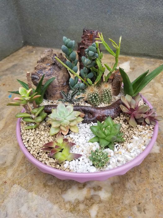 Arranjo de Suculentas