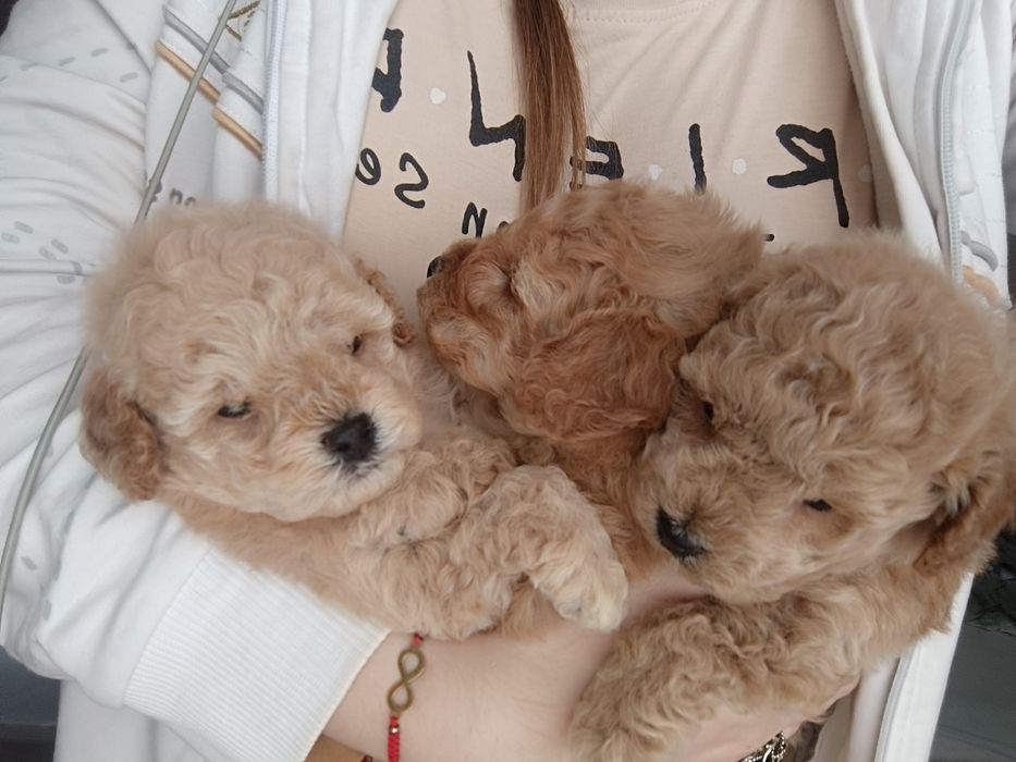 Pudel Toy z dokumentami FCI