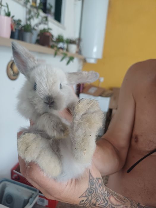 Coelhos anões - flhos de mãe holland lop (orelhas caídas)e pai juba de leão