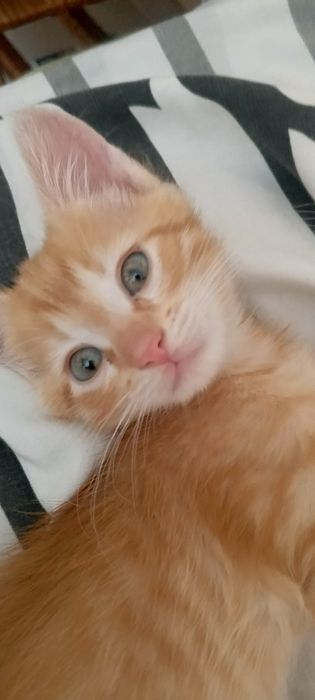 Отдам в добрые руки красивых домашних котят