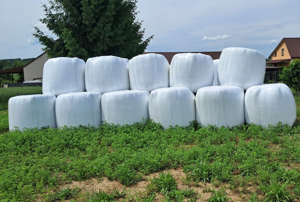 Sianokiszonka z lucerny i trawy