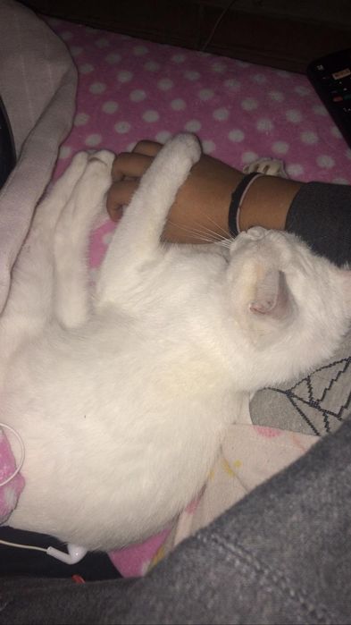 Gatinha para adopção