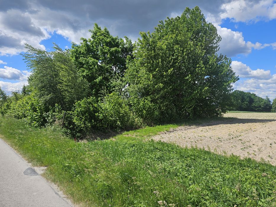 Działka Wieprzowe Jezioro 25 ar. - View 5