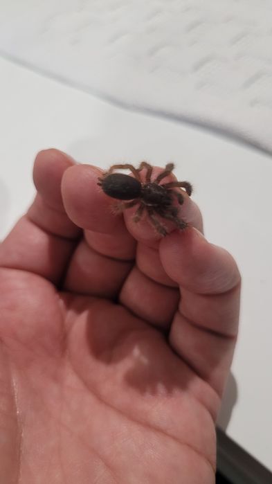 Parka ptasznikow Psalmopoeus victorii