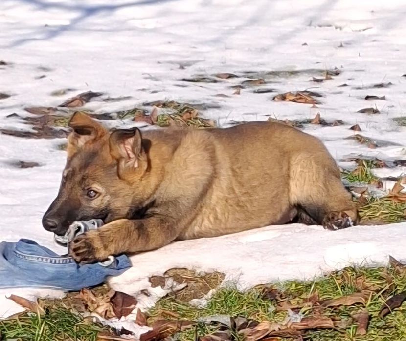 Owczarek niemiecki krótkowłosy wilczasty linia użytkowa, rodzice FCI