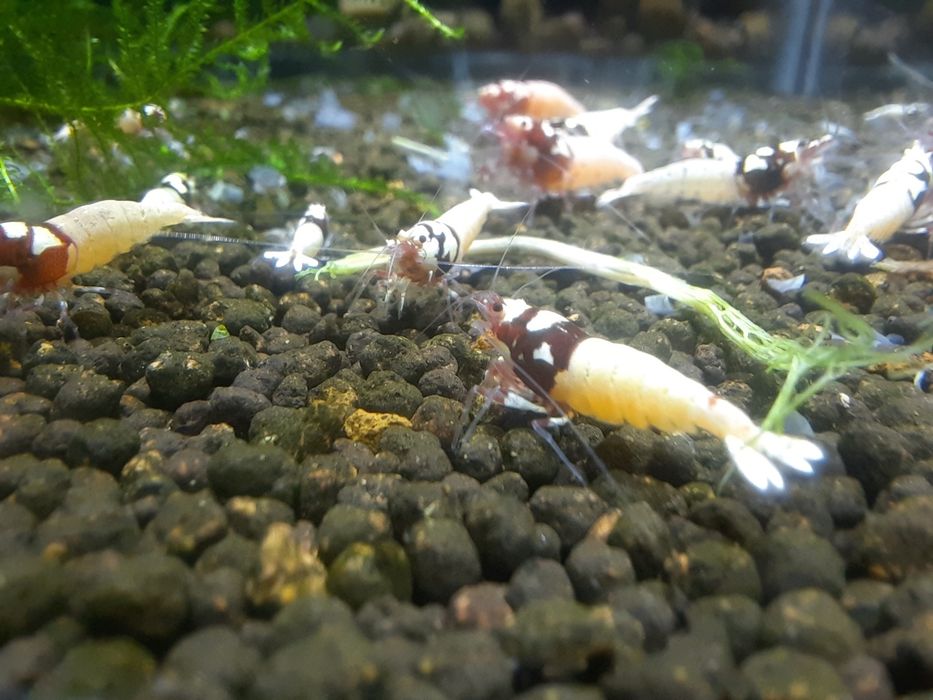 krewetki akwariowe Cardina Pinto Red Spotted Head