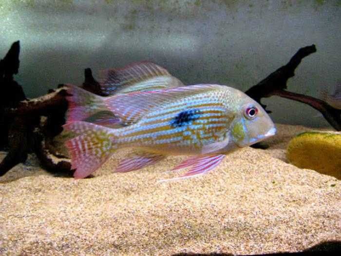 Ziemiojad altifrons RIO BRANCO - Geophagus - dowozimy, wysyłamy